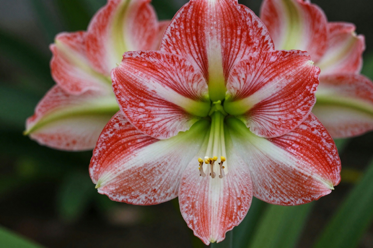 Amaryllis: le macchie rosse sulle foglie possono avvertire i giardinieri di un problema serio