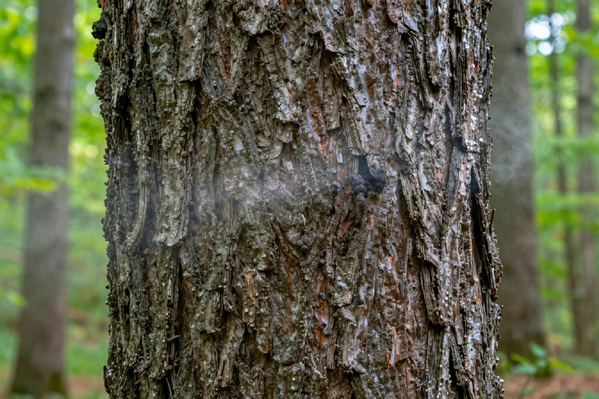 Gli alberi: i guardiani silenziosi che purificano l'aria assorbendo i gas serra dall'atmosfera