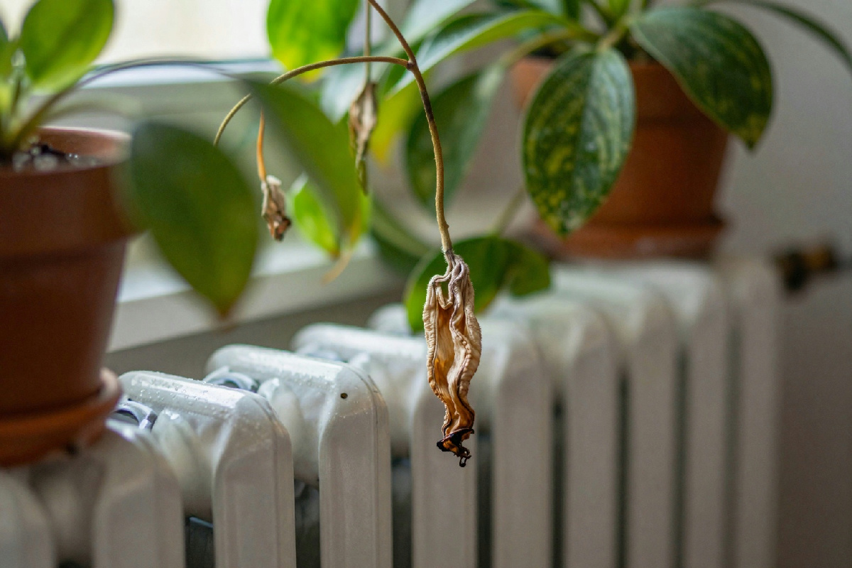 Il caldo dell'inverno potrebbe danneggiare le tue piante d'appartamento: ecco cosa sapere per proteggerle