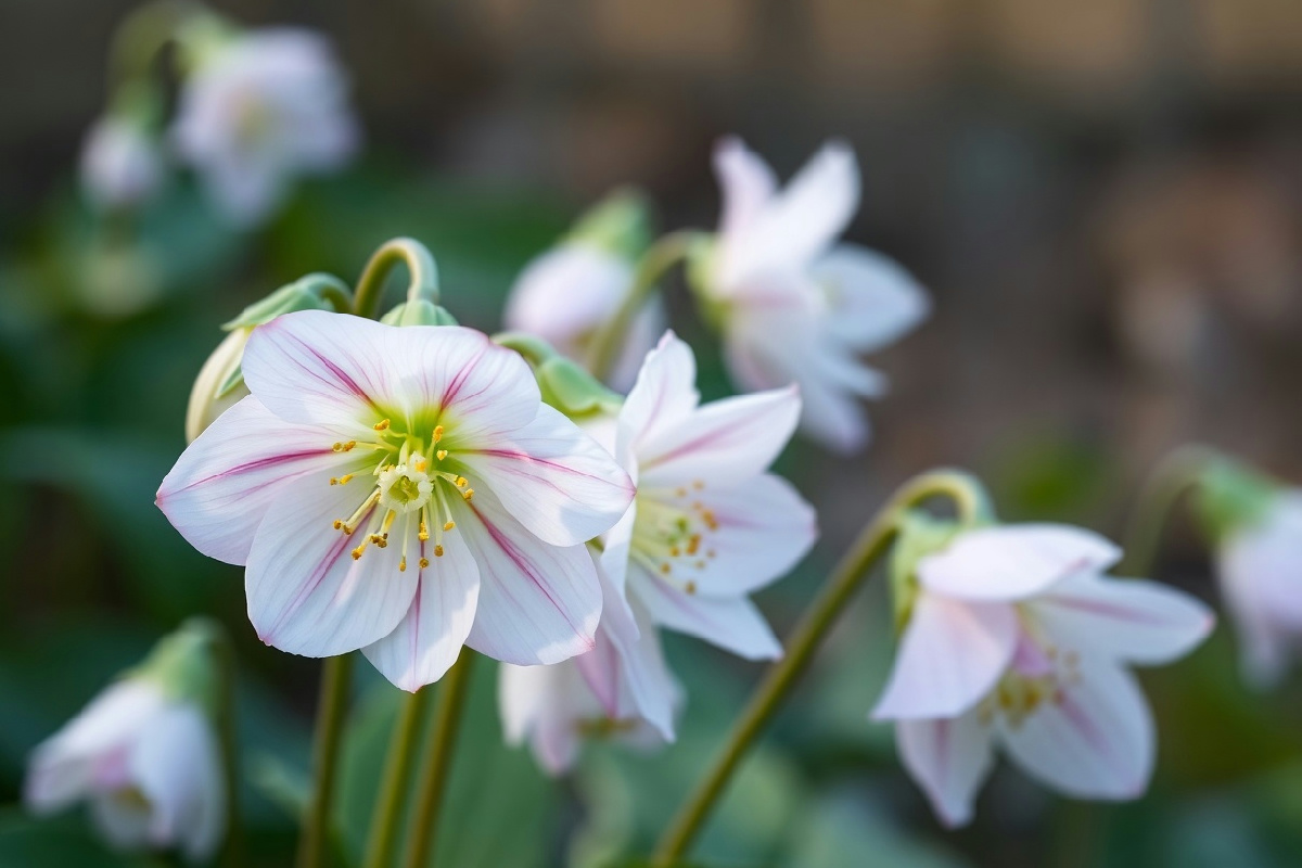 L'elleboro, la pianta che fiorisce anche in inverno: segreti per coltivarla e curarla al meglio