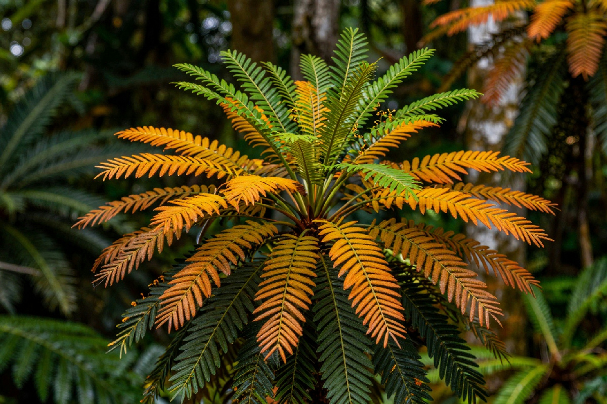 La dendrocnide moroides, la pianta che può renderti la vita un inferno: ecco perché la sua puntura fa così male