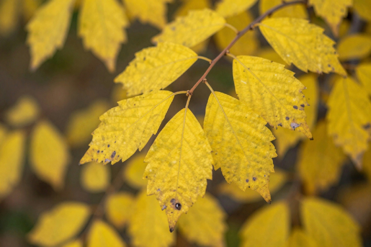 Quando la piante si riposano: segnali infallibili per capire se è in fase di dormienza